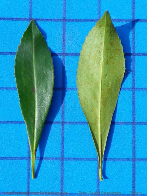 Laplacea fruticosa (Schrad.) Kobuski