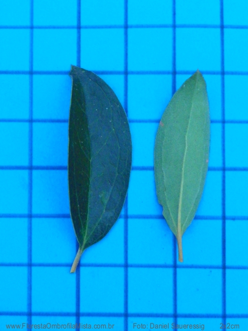 Dasyphyllum tomentosum (Spreng.) Cabrera