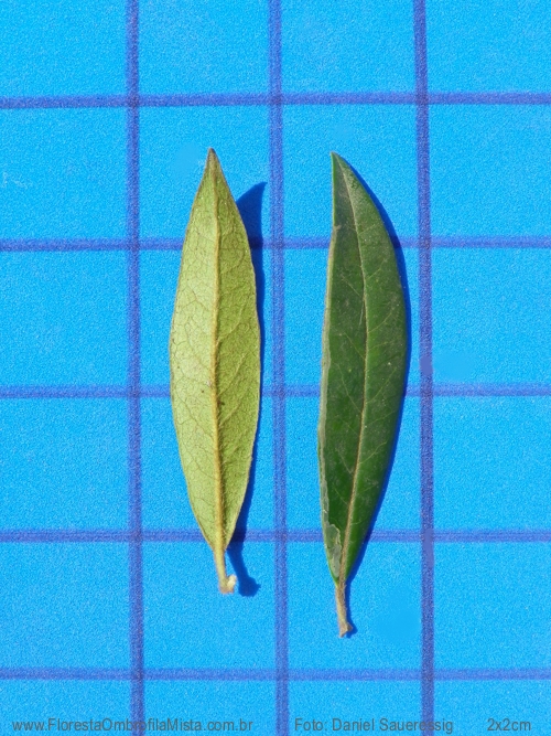 Symplocos tenuifolia Brand