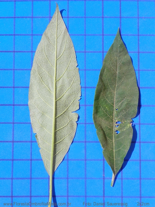 Solanum mauritianum Scop.
