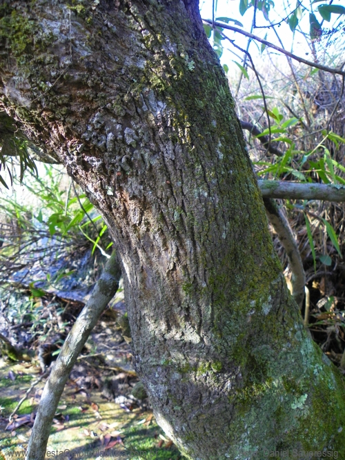 Lamanonia cuneata (Cambess.) Kuntze.