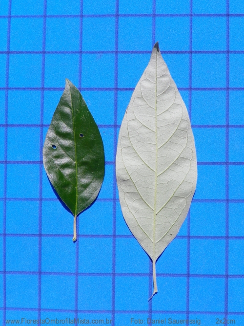 Solanum sanctaecatharinae Dunal
