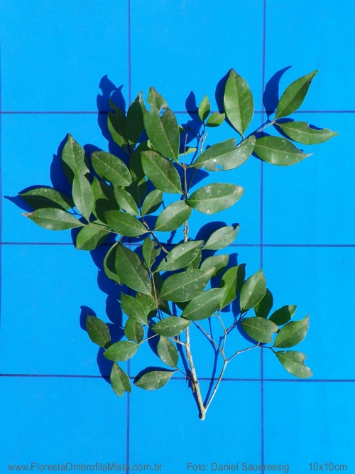 Myrcia multiflora (Lam.) DC.
