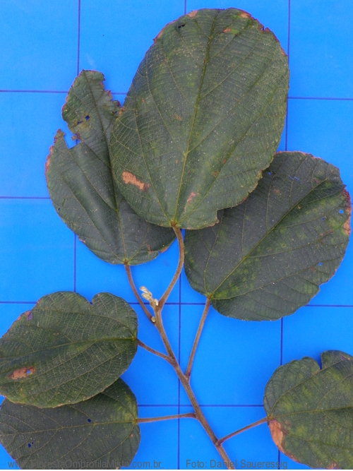 Alchornea sidifolia M�ll.Arg.