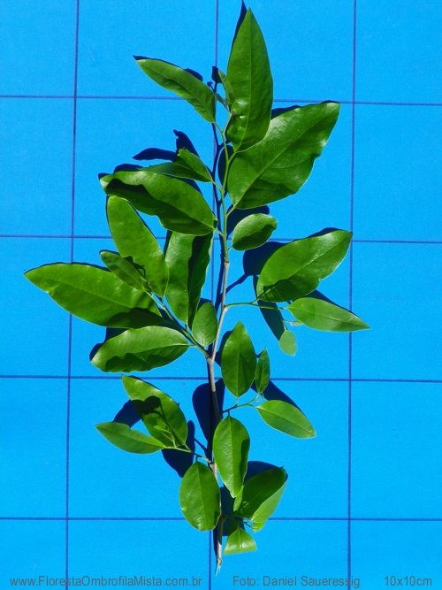 Annona neosalicifolia H.Rainer