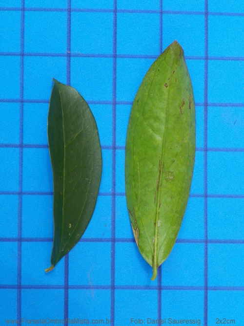 Dasyphyllum spinescens (Less.) Cabrera