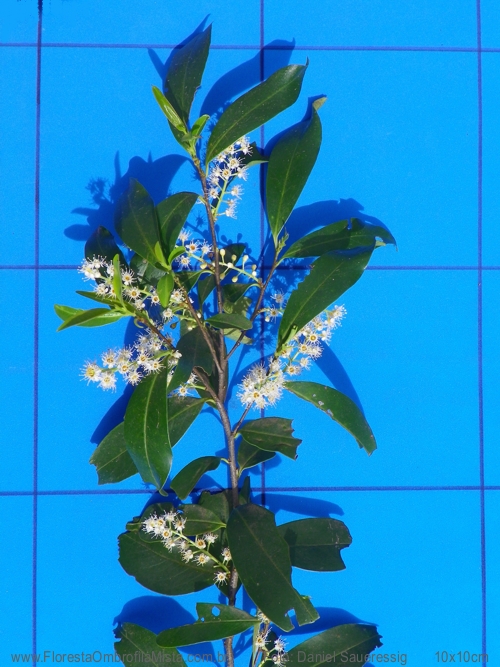 Prunus myrtifolia (L.) Urb. 