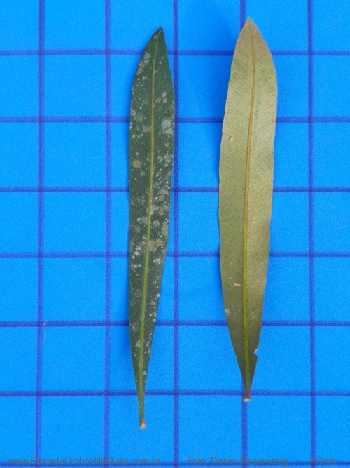 Pouteria salicifolia (Spreng.) Radlk.