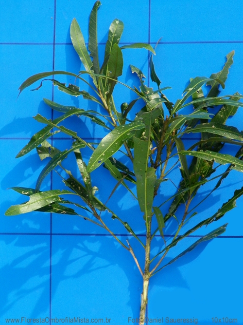 Pouteria salicifolia (Spreng.) Radlk.
