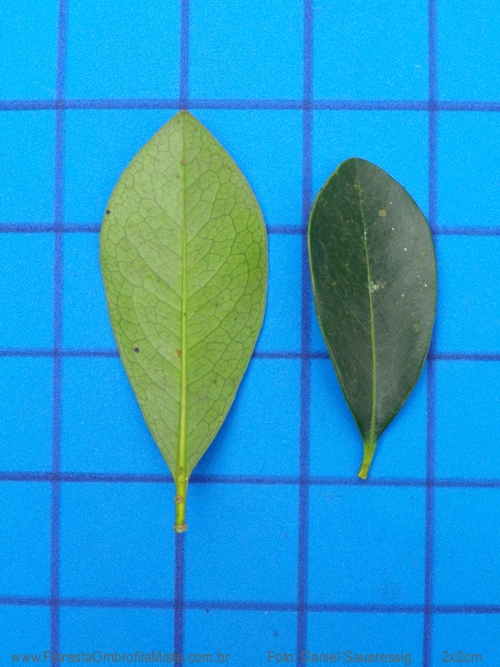 Cinnamodendron dinisii Schwanke