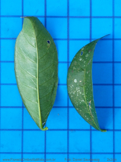 Rudgea jasminoides (Cham.) M�ll. Arg.