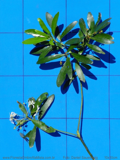 Drimys angustifolia Miers