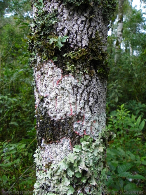 Picramnia parvifolia Engl.