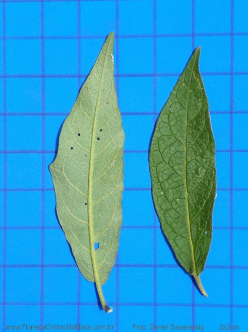 Solanum variabile Mart. 
