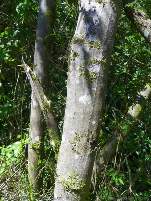 Mimosa regnellii Benth.