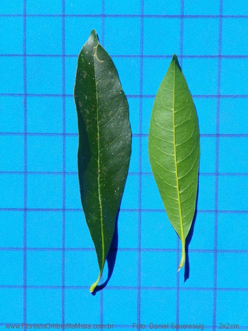 Chionanthus filiformis (Vell.) P.S. Green