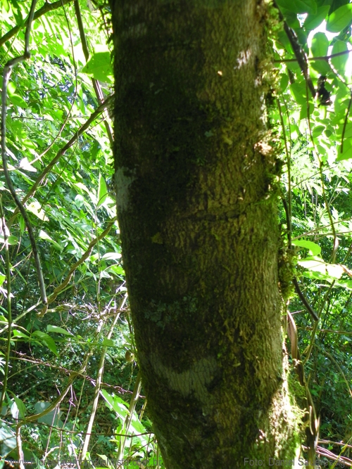 Banara parviflora (A. Gray) Benth.