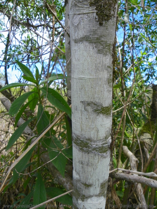 Lonchocarpus nitidus (Vogel) Benth.