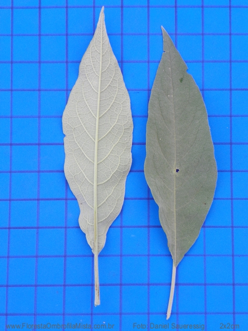 Solanum granulosoleprosum Dunal