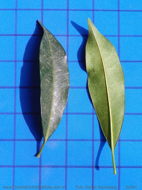 Psychotria vellosiana Benth.