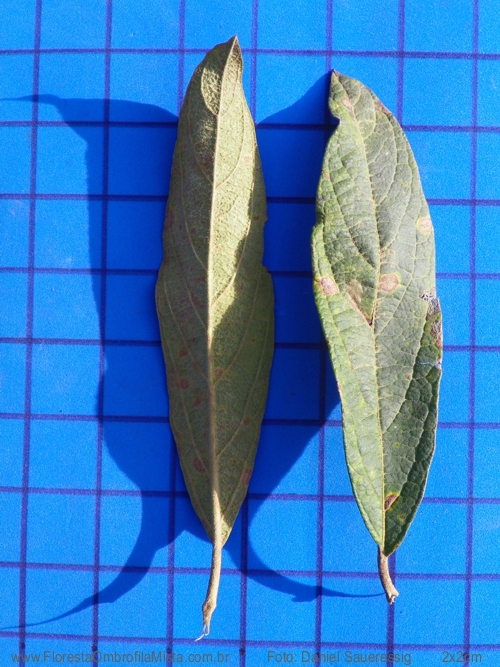 Gochnatia polymorpha (Less.) Cabr.