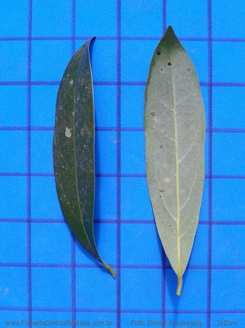 Cinnamomum amoenum (Nees & Mart.) Kosterm.