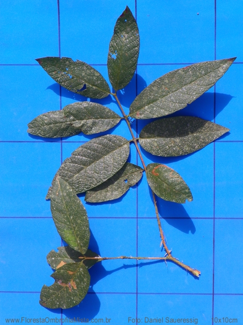 Campomanesia guazumifolia (Cambess.) O.Berg.