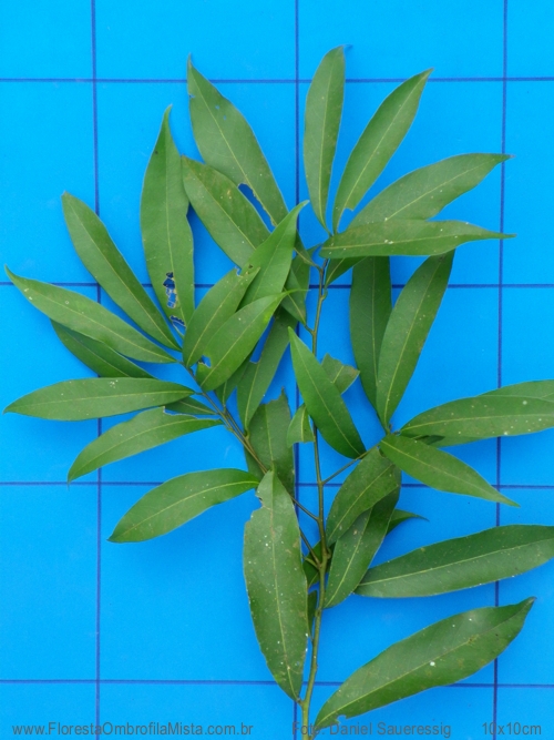 Nectandra megapotamica (Spreng.) Mez