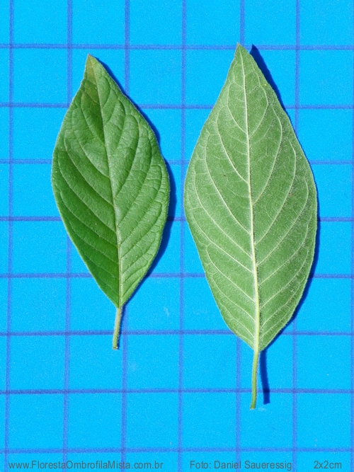 Guettarda uruguensis Cham. & Schltdl.